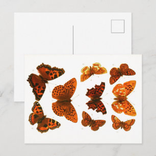 Postal Póster de boceto zoológico de mariposas y polillas