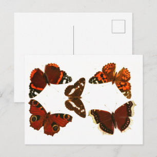 Postal Póster de boceto zoológico de mariposas y polillas