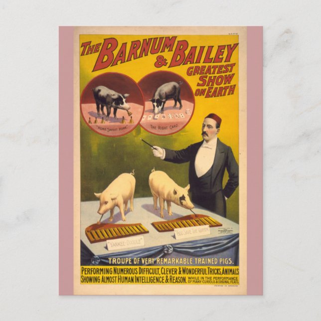 Postal Poster de circo de cerdos entrenados (Anverso)