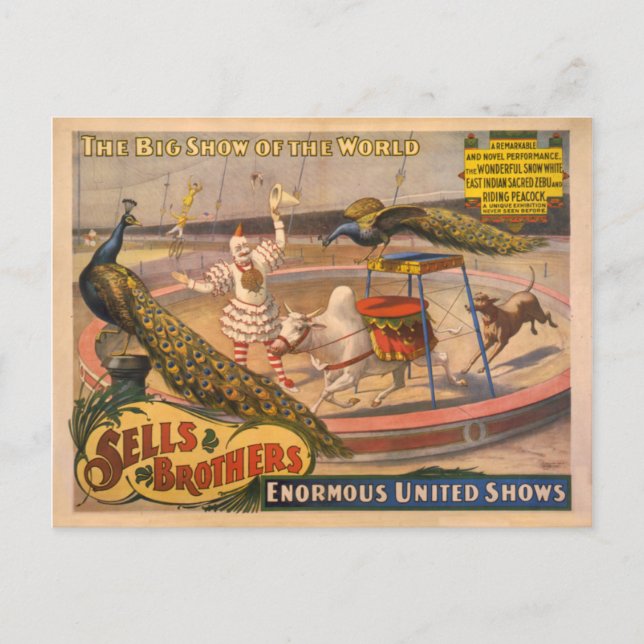 Postal Poster de Clown, Zebu and Peacock Circus (Anverso)