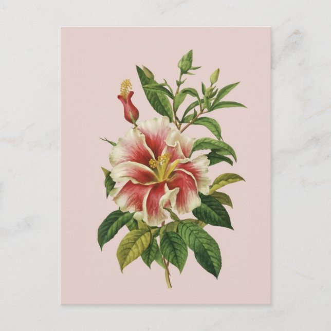 Postal Poster de Flor Moderna Art II (Anverso)
