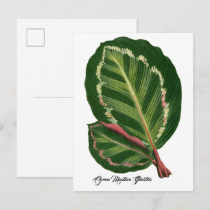 Postal Póster de ilustración de hoja de Green Mantara Ill