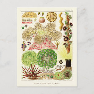 Postal Poster de la Gran Barrera de Arrecifes de Australi