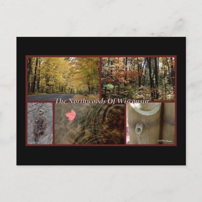 Postal Poster de la Naturaleza Northwoods Wisconsin Postc (Anverso)