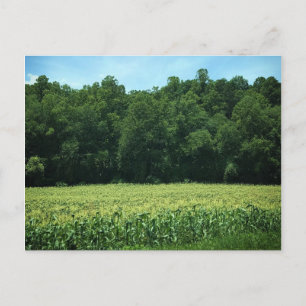 Postal Póster de maizal en la zona rural de Carolina del 