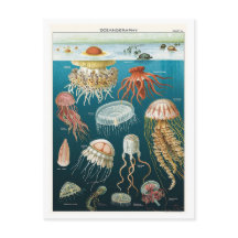 Poster de medusas de Oceanografía de época