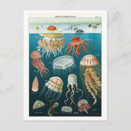 Postal Poster de medusas de Oceanografía de época