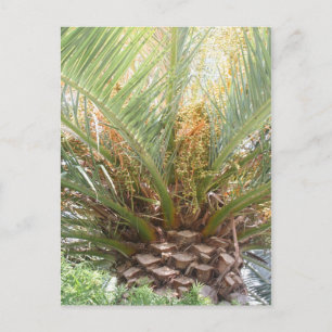 Postal Póster de Palma de Piña
