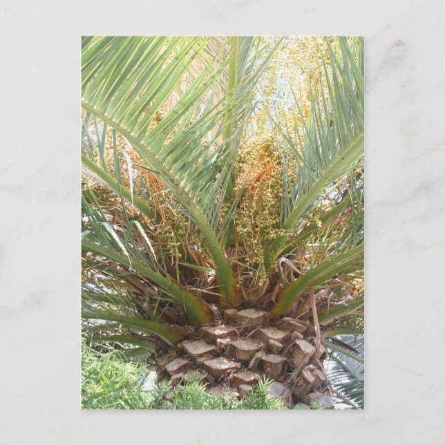 Postal Póster de Palma de Piña (Anverso)