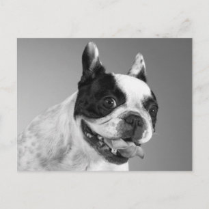 Postal Póster de Perrito Cachorro Bulldog Francés Amor