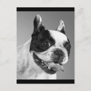 Postal Póster de Perrito Cachorro Bulldog Francés Amor
