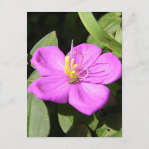 Postal Poster de Plumeria Rosa De Hawái Faux Canvas Impri