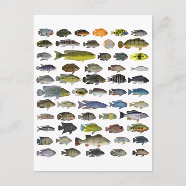 Postal Poster del grupo Cichlid (Anverso)