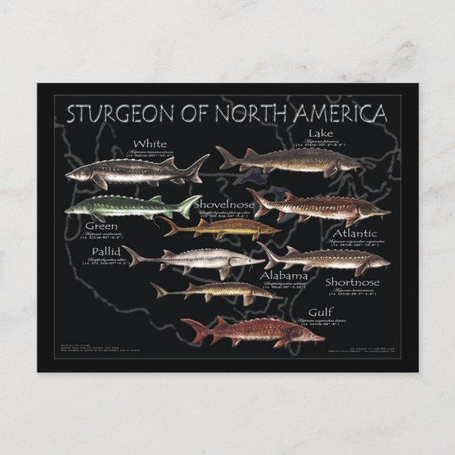 Postal Poster-postal norteamericana de esturión-negro (Anverso)