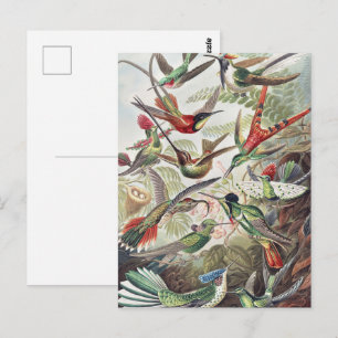 Postal Póster Vintage de Colibrí Colorido de Ernst Haecke