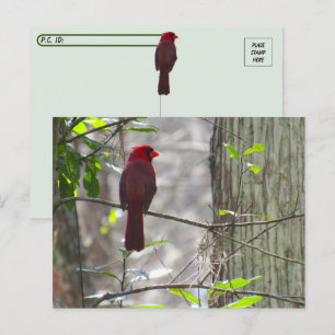 Postal Postergación Cardinal masculina