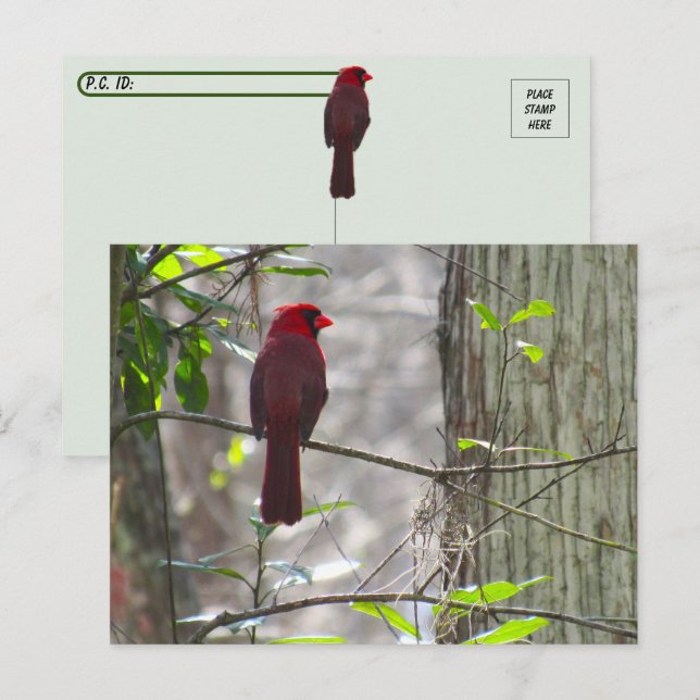 Postal Postergación Cardinal masculina (Anverso / Reverso)