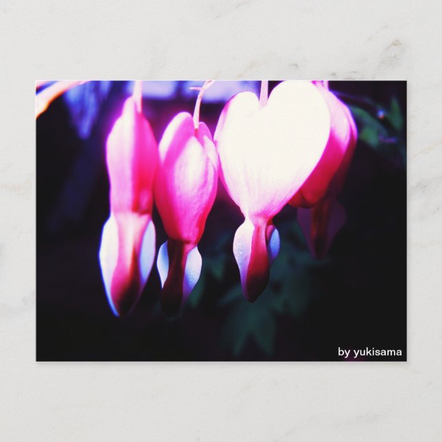 Postal Postkarte - Blumenherzen (Anverso)
