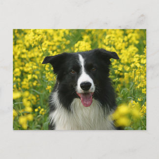 Postal Postkarte de Retrato de Collie Hunde Frontera