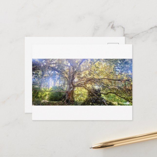 Postal Postkarte Großer Laubbaum (Anverso/Reverso In Situ)
