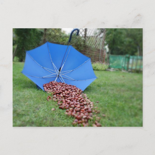 Postal Postkarte - Kastanien sammeln (Anverso)