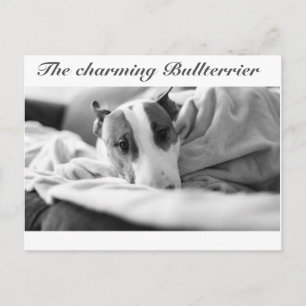 Postal Postkarte mit Bullterriermotiv