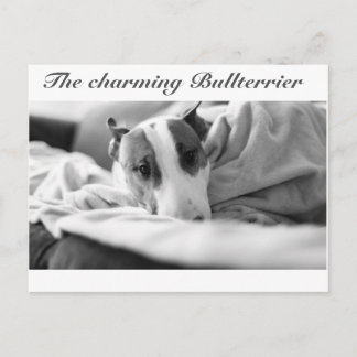 Postal Postkarte mit Bullterriermotiv