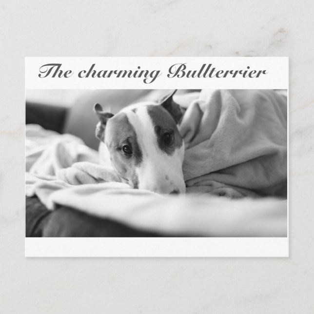 Postal Postkarte mit Bullterriermotiv (Anverso)