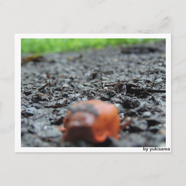 Postal Postkarte - Nacktschnecke (Anverso)