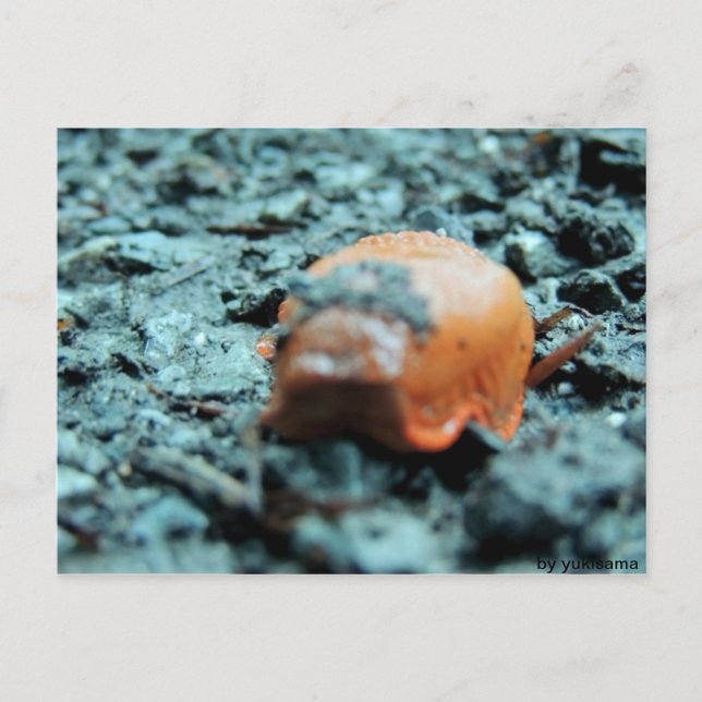 Postal Postkarte - Nacktschnecke II (Anverso)