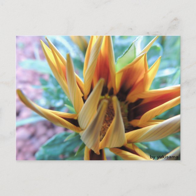 Postal Postkarte - Naranja Blume (Anverso)