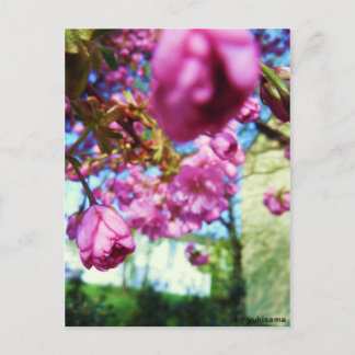 Postal Postkarte - Rosa Blumen