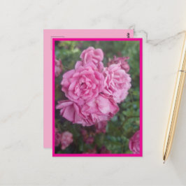 Postal Postkarte rosa Rose