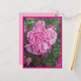 Postal Postkarte rosa Rose