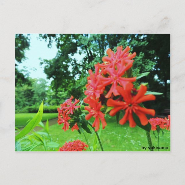 Postal Postkarte - Rote Blume (Anverso)