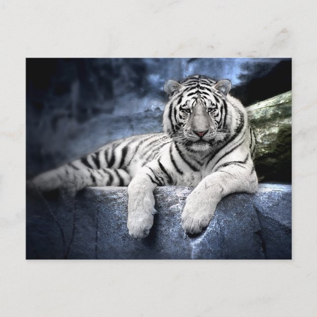 Postal Postkarte: Tigre Weißer / tigre blanco (Anverso)