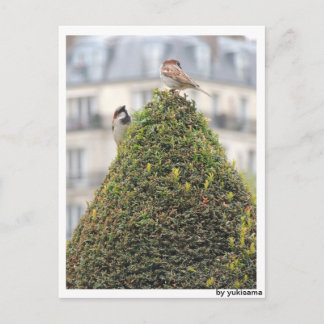 Postal Postkarte - Vögel