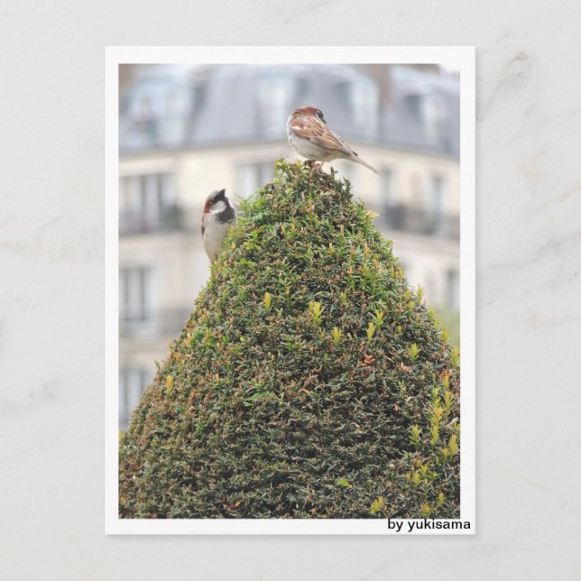 Postal Postkarte - Vögel (Anverso)