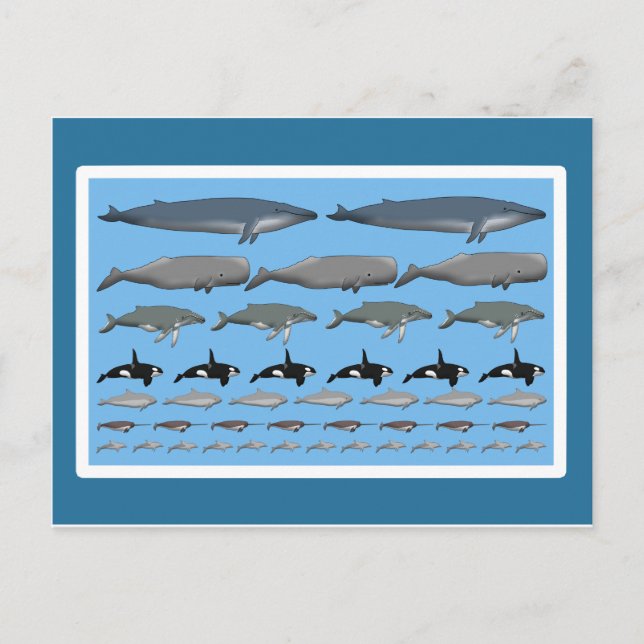 Postal Postkarte "Wale" (Anverso)