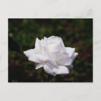 Postkarte weisse Rosa