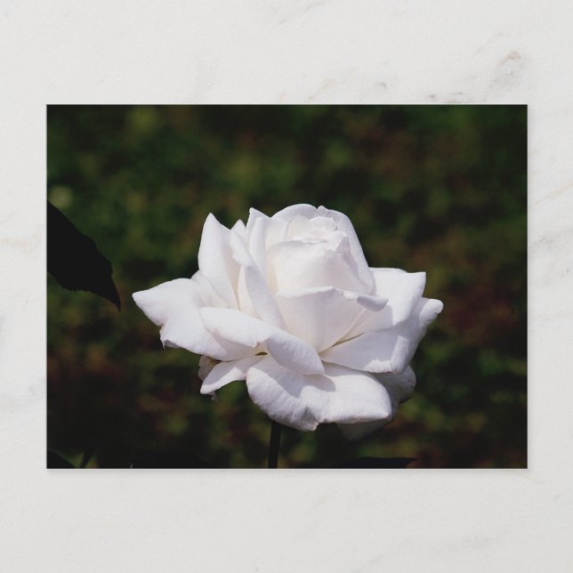 Postal Postkarte weisse Rosa (Anverso)