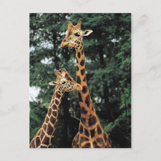 Postal Póstoles de Giraffe
