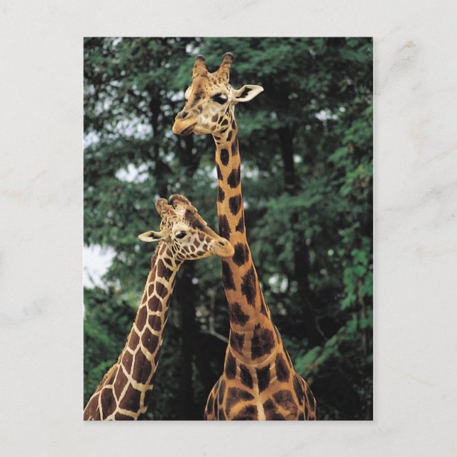 Postal Póstoles de Giraffe (Anverso)