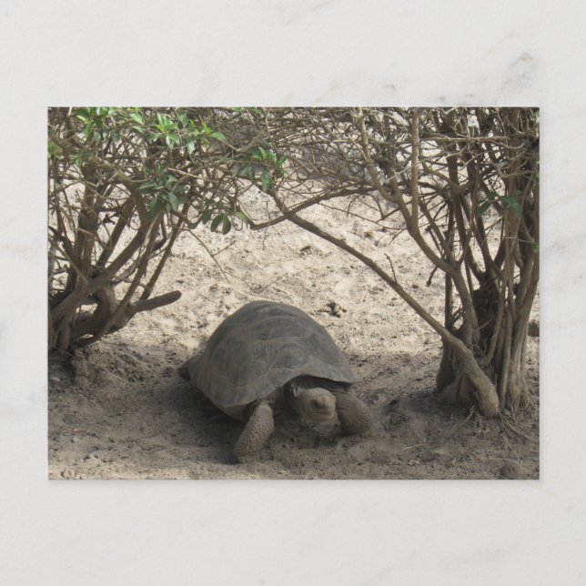 Postal posttarjeta de reposo de tortuga galápagos (Anverso)