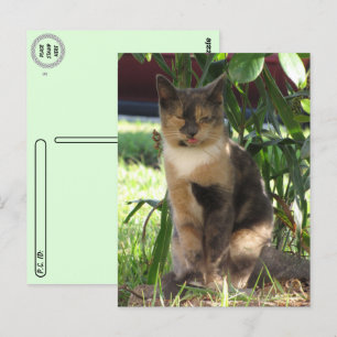Postal Posttravesía - Callie Muffin el gato sórdido