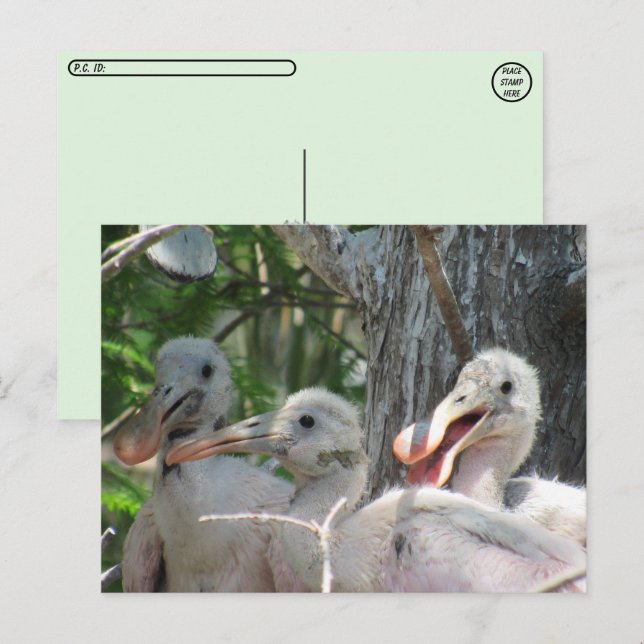 Postal Posttravesía - Chicas de la paleta de los roseados (Anverso / Reverso)