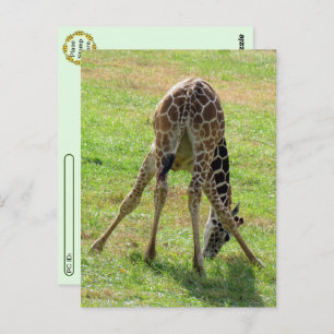 Postal Posttravesía divertida Giraffe Butt Postcard