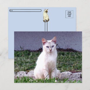 Postal Posttravesía - El callejón sin salida de Siamese -