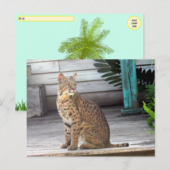 Postal Posttravesía - Foto de un Bobcat de Florida (Anverso / Reverso)