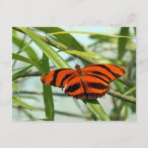 Postal Posttravesía - Mariposa helicónica Naranja en band